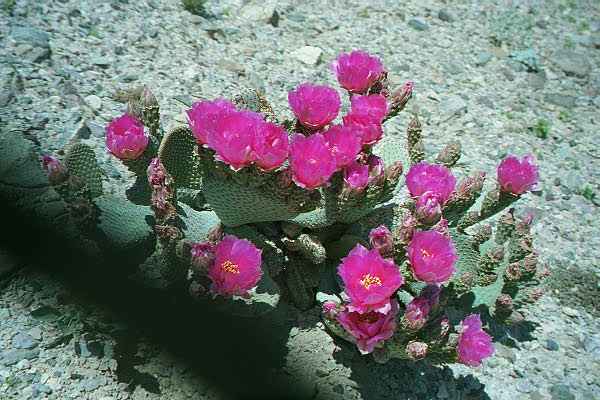 Cactus in Spring Bloom